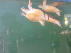 -广东惠东海龟国家级自然保护区