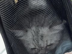 -瑞派宠物医院·犬猫全科·猫友好(宾水西道店)