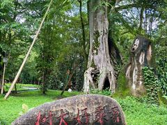 -瑞丽独树成林风景区