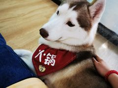 -Husky Go! 哈士奇体验馆·宠物咖啡厅狗咖