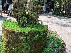 -青城甲(青城山店)