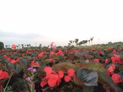 iphone_upload_pic-广州花之恋城堡酒店
