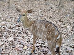 -清迈夜间动物园