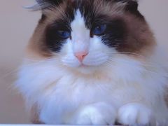 -Catmate·猫肥家润(金润铂宫店)