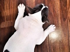 -柯斗斗主题餐厅·狗咖·围炉煮茶·茶饮(国瑞升平里店)