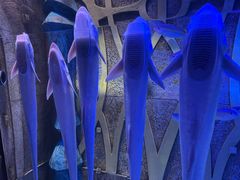 -亚龙湾海底世界