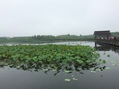 iphone_upload_pic-溱湖国家湿地公园