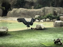 -新加坡飞禽公园
