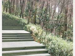 -铁山坪森林公园