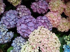 -双季花艺园艺市场(浦东店)