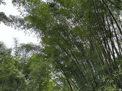 -神光山国家森林公园