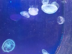 -芜湖新华联大白鲸海洋公园