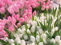 -循礼门鲜花花市(武汉循礼门店)