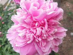 -长春公园(普阳街道)