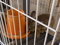 -马陆小张葡萄园农家乐