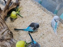 -怪兽屋·羊驼·猫咖·狗咖(俊华广场店)