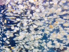 -太平洋海底世界