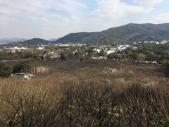 -香雪海