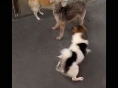 -宠物之家Pets Home 宠物寄养酒店