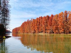 -上海海湾国家森林公园