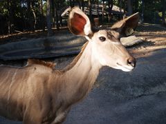 -清迈夜间动物园