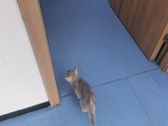 -博特宠物医院24h犬猫全科.骨科·异宠