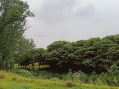 -两河城市森林公园