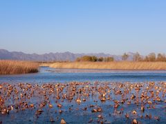 -野鸭湖国家湿地公园