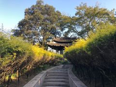 -三垟湿地