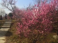 -石家庄市植物园