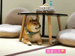 -逗柴咖啡屋·狗咖猫咖宠物桌游