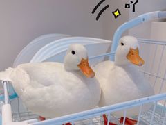 -怪兽屋·羊驼·猫咖·狗咖(俊华广场店)