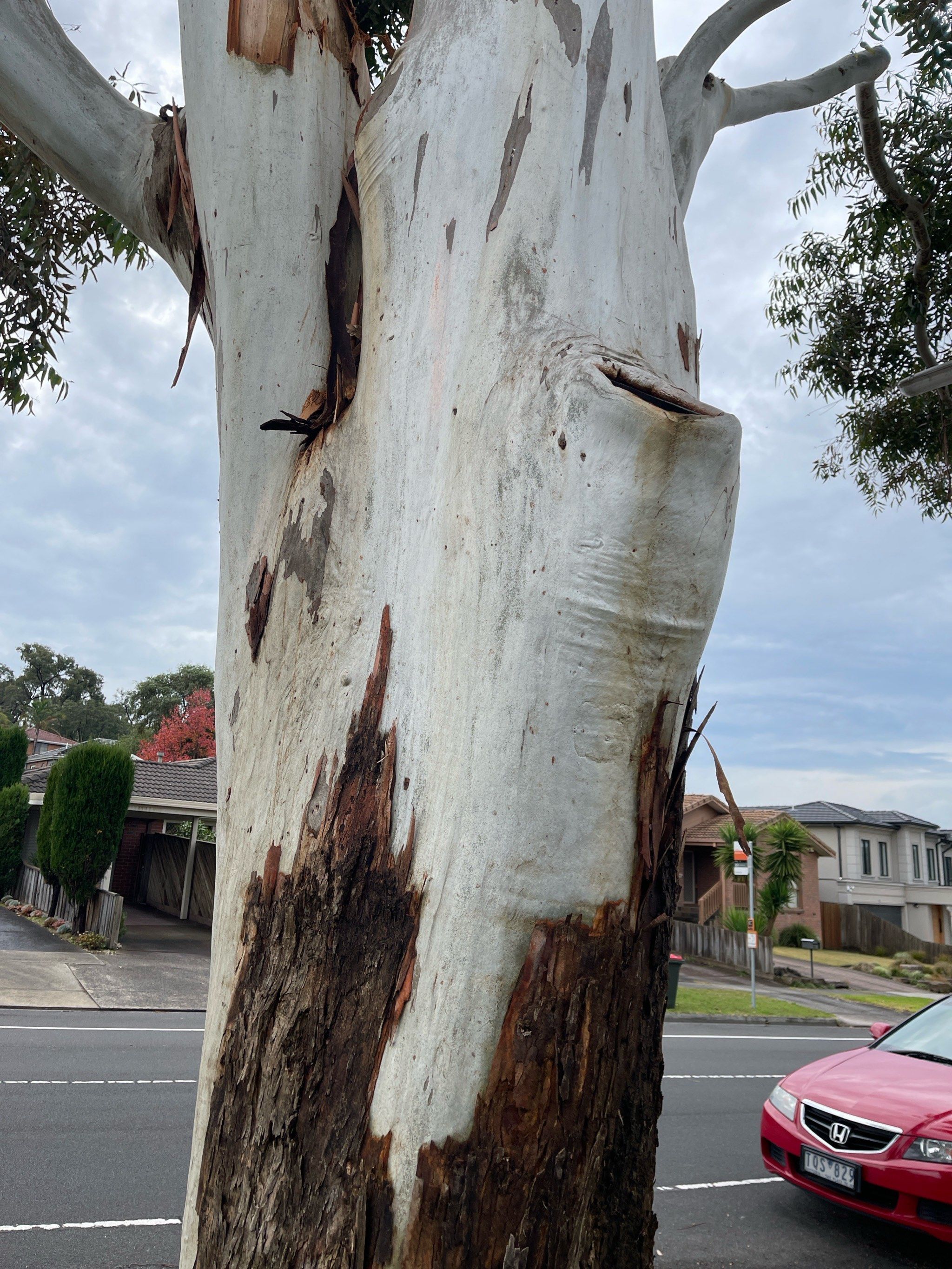 千层树也叫脱皮的树