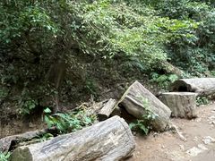 -西双版纳原始森林公园