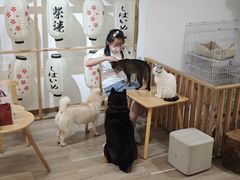 -柴迷FANS CLUB·柴犬狗咖·猫咖