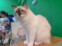 -李小姐の猫咖啡馆(五角场店)