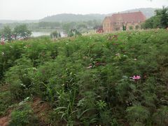 -大塘金香草谷