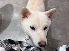 -more than meow吴止猫主题餐厅(承德 中船汇店)