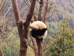 -卧龙中华大熊猫苑神树坪基地