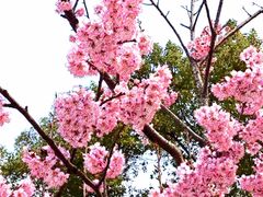 -顾村公园