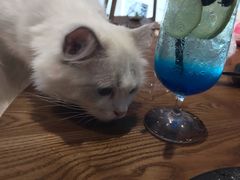 -瞄一喵猫咖(格力海岸店)