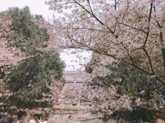 -武汉大学-樱园