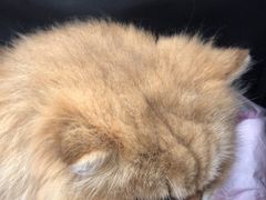 -美联众合动物医院·24h京西诊疗中心