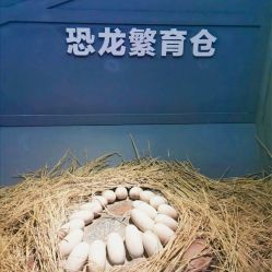 -恐龙探索乐园(磁器口店)