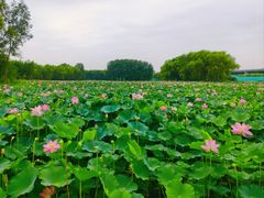 -东郊湿地公园