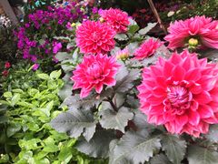 -曲阳花鸟市场(曲阳路店)