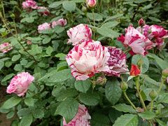 -莲池书院博物馆