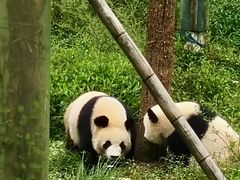 -中国大熊猫保护研究中心雅安碧峰峡基地