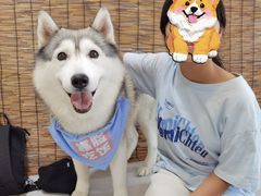 -星多哈·狗咖·拼豆·咖啡
