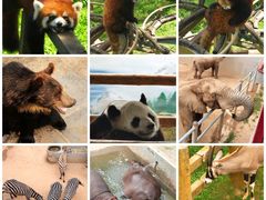 -西霞口神雕山野生动物世界